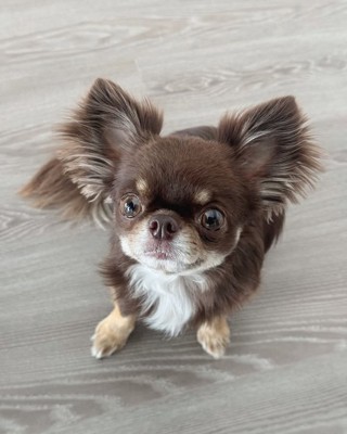 芝生の上を駆ける犬