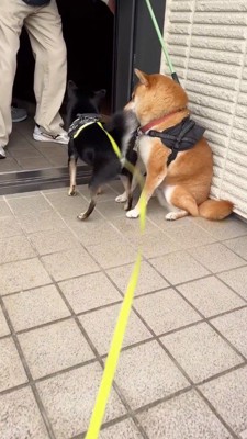 黒い犬のしっぽが顔に当たって避けようとする茶色い犬