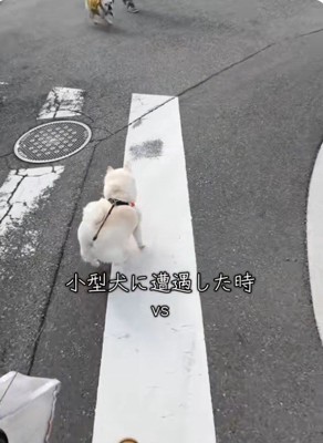 小型犬を見つけたベラちゃん
