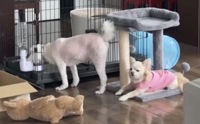 水を飲む犬を伏せて待つ犬