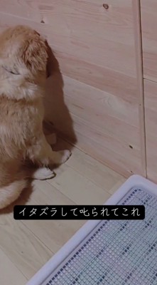 部屋の隅に座る子犬