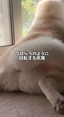 勢いよく回転する尻尾のアップ