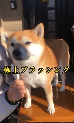 ちゃこちゃんのお手入れ3