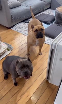 飼い主を見つめる二匹の中型犬