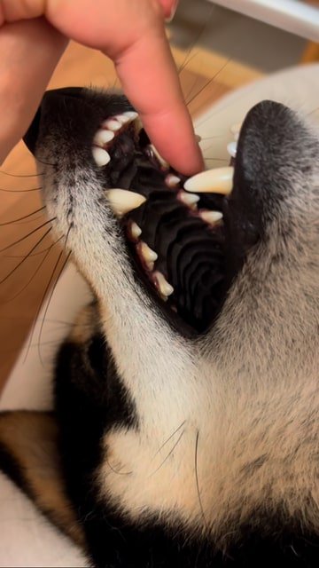 柴犬の口に指を入れようとする飼い主
