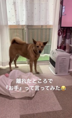 遠くにいる犬2