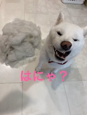 変顔のおもちちゃん