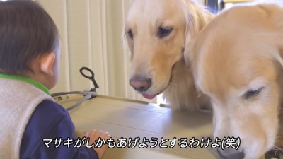 赤ちゃんの後ろ姿と犬2頭