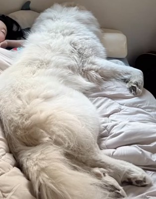 ベッドで熟睡する犬