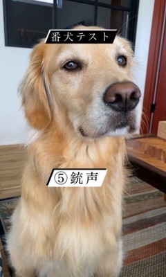 リノちゃんの番犬テスト7