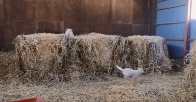 正面を向くわんこ