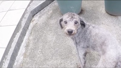 飼い主を見上げるトイプードル