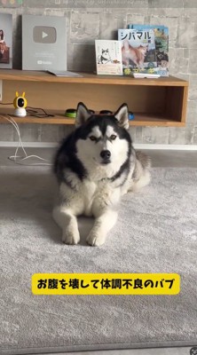 床に伏せてカメラを見つめるハスキー犬