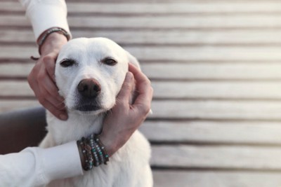 撫でられる犬