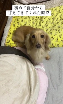 まったく甘えなかったけど…