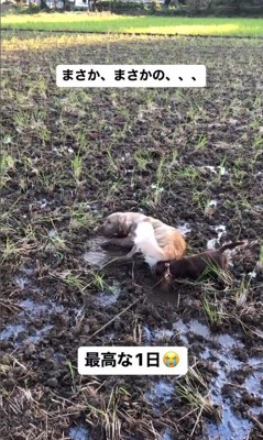 田んぼで遊ぶむぎちゃん&マロンちゃん3