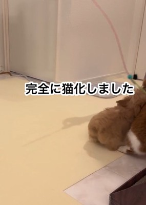 猫にぶつかるのえるちゃん
