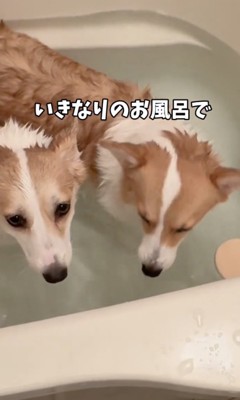 キレイになりましょう〜