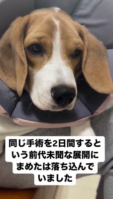 悲しそうな顔で遠くを見つめる子犬