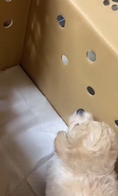 お父さんを見上げる子犬