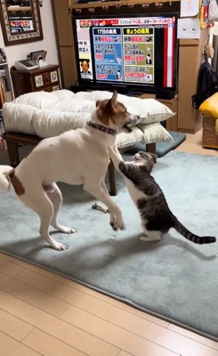 猫パンチするかんたくん