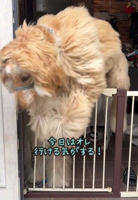 柵を乗り越えてしまう大型犬
