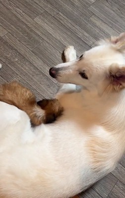 ウルちゃんにべったりの子犬