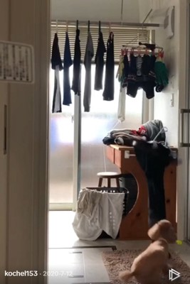 ズボンを引っ張るりゅっくちゃん
