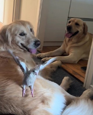 アッシュちゃんのふとももに