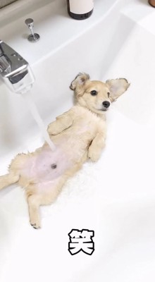 腹に水道のお湯がかかっている子犬