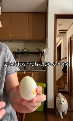 ゆで卵をむいた時のベラちゃん9