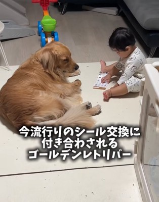 男の子を見守る大型犬