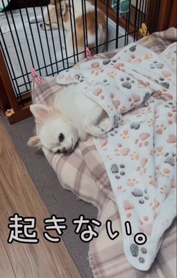 横になるチワワ