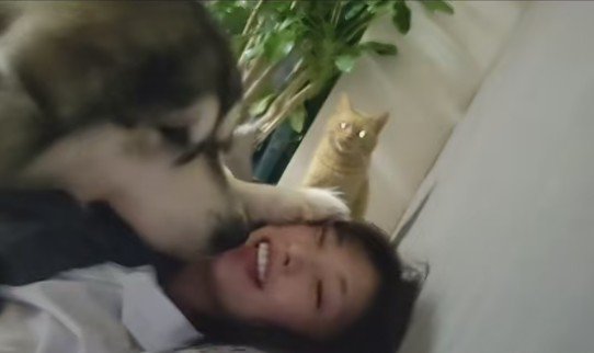 「なんで猫が先なの！！」