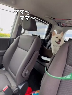 後部座席から覗く犬