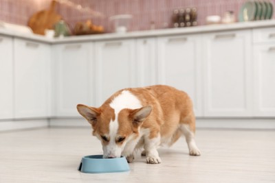 水を飲む犬
