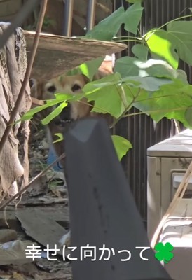 保護時の大型犬親子