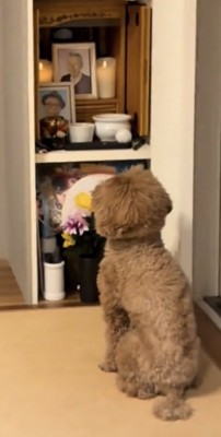 静かに仏壇を見つめる犬の後ろ姿