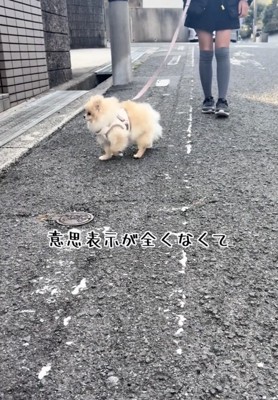 お散歩では歩けなかった