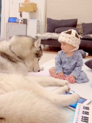 伏せの姿勢をとるセナくん