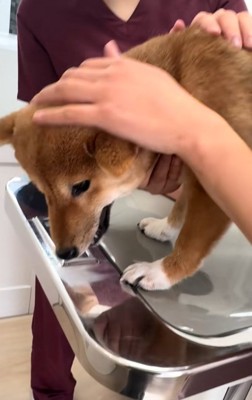 落ち着いてきたつくねちゃん