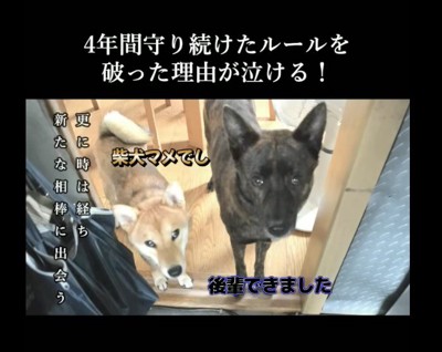 新入り犬との出会い