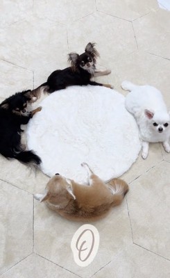 Oを作るチワワたち