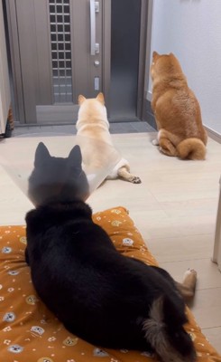 玄関を見つめる3匹