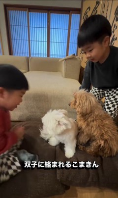 双子ちゃんに絡まれたら…