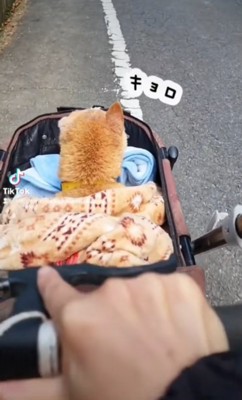 ドッグカートでお散歩するさゆりちゃん