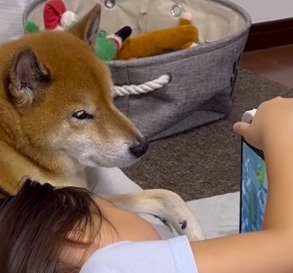 ゲームをする女の子の隣でジッとしている犬