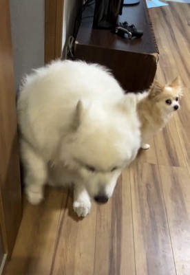 そっと動き出す犬