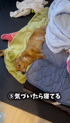 飼い主のベッドにお腹をつける犬