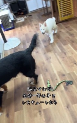 他のワンコとと遊ぶウルちゃん